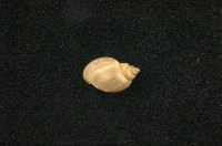 藏品(小椎實螺)的圖片